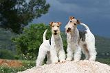 FOX TERRIER 599